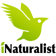 iNaturalist logo