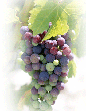 grapes on vine