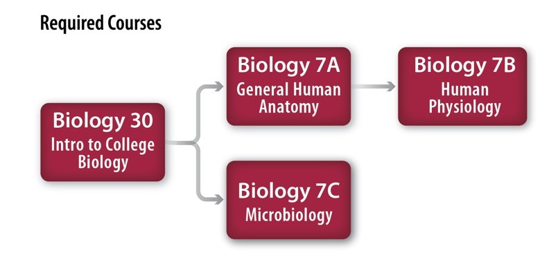 Pre-Nursing & Pre-Dental Hygiene Pathway